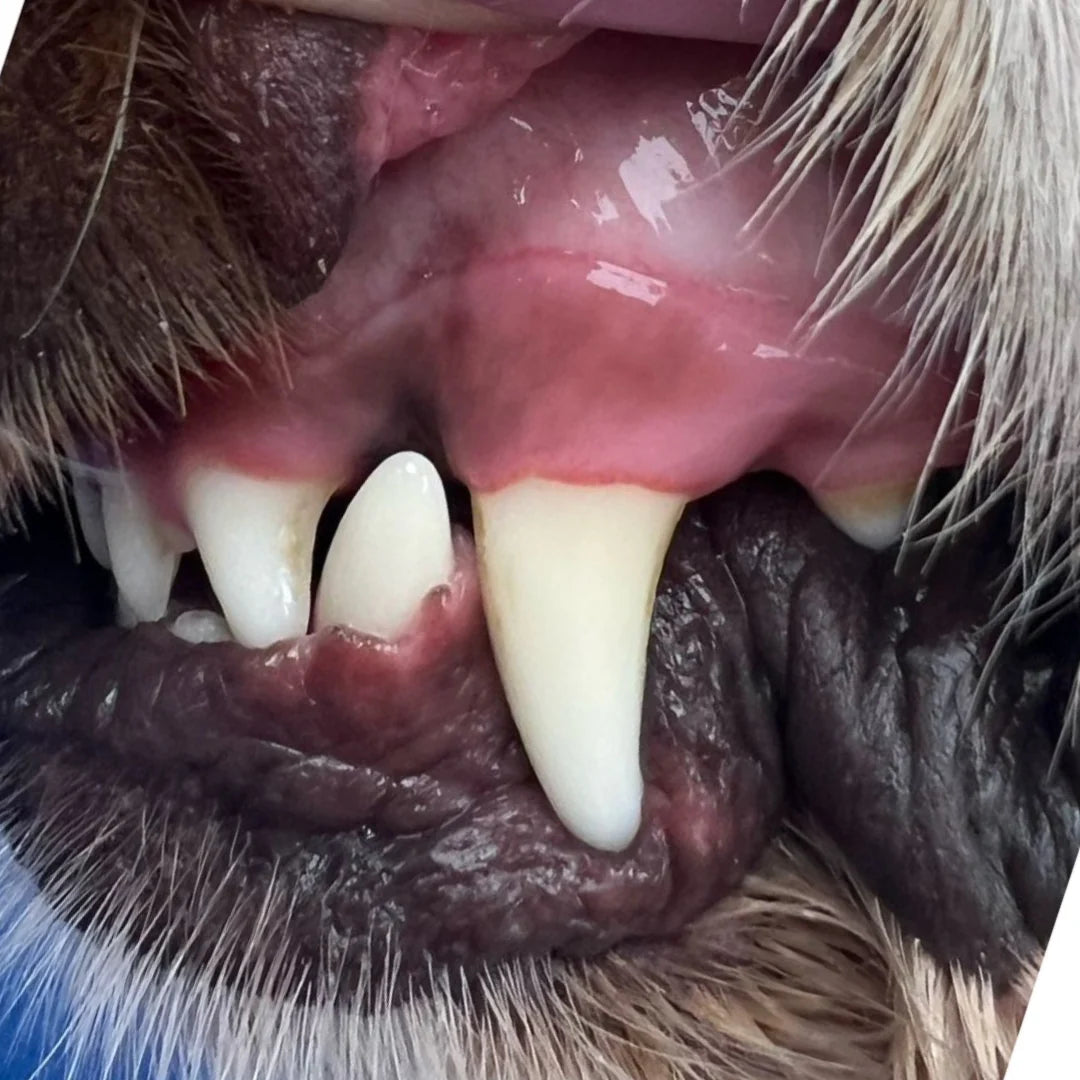 Kutya foga DentaGuard után – utána